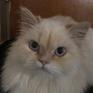 Meet your Posher, Madi